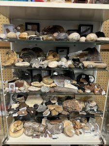 Shelves of fossils and mineral specimens on display in the shop
