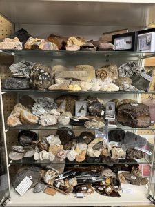 Polished ammonite fossils and specimens on display