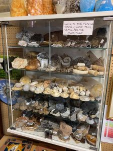 A cabinet of ammonites and other fossils